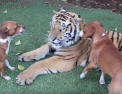 人に慣れたトラ、ふざけすぎてなんと犬に叱られる　シュン…として可愛い