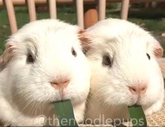 二匹でひとつのおやつをもぐもぐ…　狂おしい結末に！！【可愛い】
