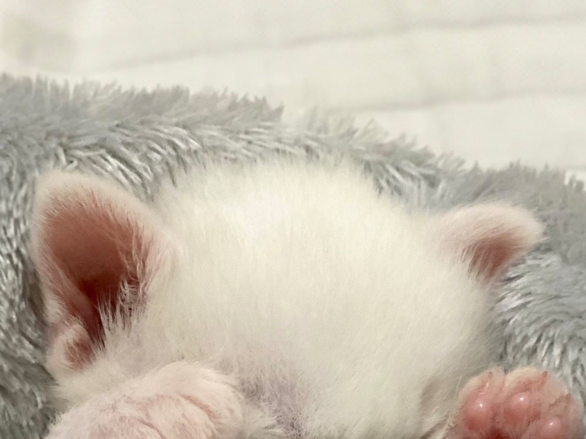 赤ちゃん猫
