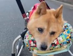体を動かせず、寝たきりだった犬　車椅子に乗った姿に主治医も二度見の驚き！