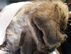 重たかったね　民家の庭で見つかった謎の動物の正体にびっくり