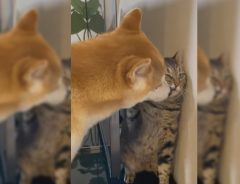 毛づくろいの仕方にこだわる猫が…　こりない柴犬がいじらしい！