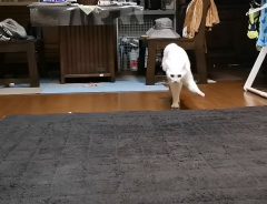「オラオラァ！」　歩き方が独特な、１３秒の『猫動画』に注目集まる