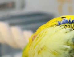 インコを真上から見て新発見！　その姿に「不思議な形」