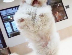 飼い主「エビフライになった我が子」　一体どういうことかというと？