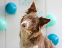 飼い主のいたずらに驚いた犬　予想外のリアクションに　「面白すぎる！」