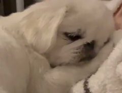 まるで恋人…　飼い主が外出せずにいると、甘えん坊のペキニーズが？
