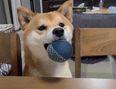 ボールをくわえた柴犬　３秒の動画に、メロメロになる人が続出