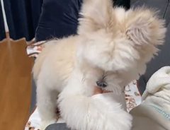 出社するため、メイクをしていると…？　愛犬の行動がかわいすぎた