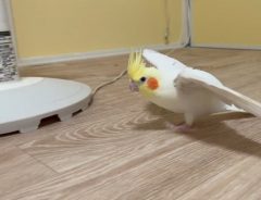 真剣な顔をして歩くインコ　個性的な歩き方に「すごすぎる」「ずっと見ていたい」