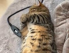寝ている猫が『伸び』をする姿に「ラジオ体操の音声がしっくりくる！」