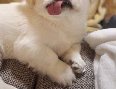 「これは反則」「赤ちゃんみたい」　帰宅した飼い主が急いでリビングに向かう理由