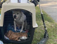 飼い主に捨てられた犬が見つかった『場所』に衝撃　「怒りと悲しみで泣いた」