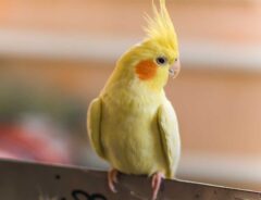 インコの写真