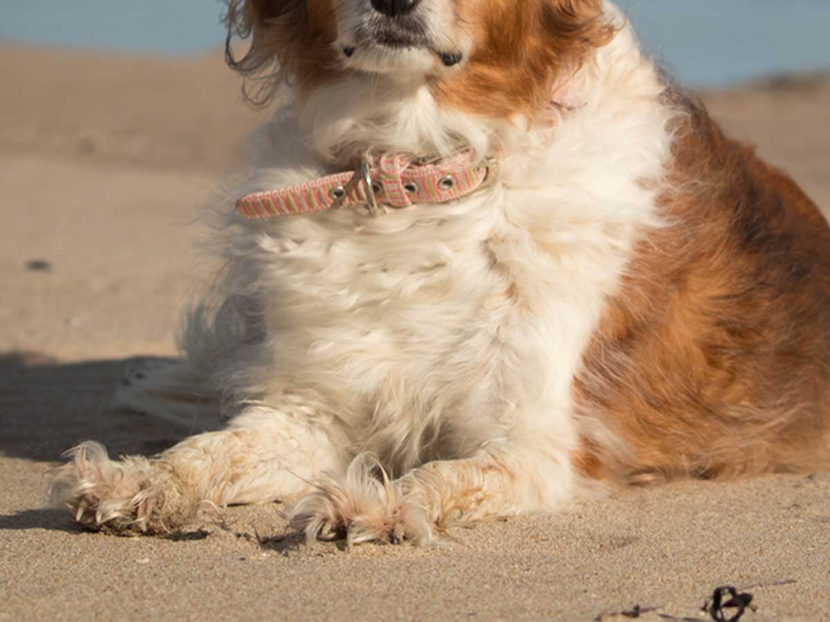 犬の写真