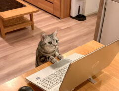 PCに向かう猫の写真