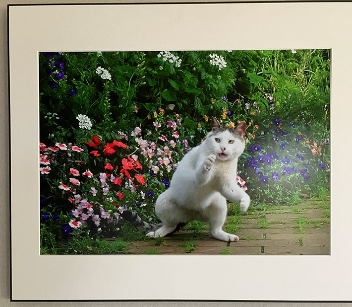 額縁に入った猫の写真
