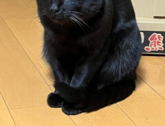 猫の写真
