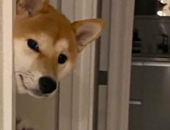 柴犬の写真