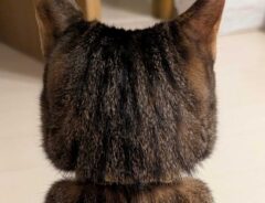 猫の写真
