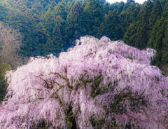 樹齢３００年のしだれ桜　圧倒的な貫禄に「映画のワンシーンみたい」「美しすぎる」