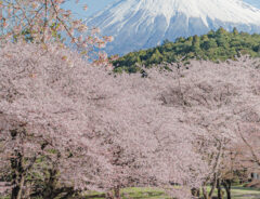 yuya（@yuya0240）さんが撮影した『桜と富士山のコラボ』