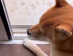 窓際で春風を感じる柴犬　入ってきたのは…「笑った」「ドンマイ」