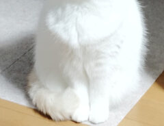 猫の写真