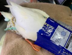 袋で遊ぶコールダック　翌日には…「かっこいい！」「オシャレ」