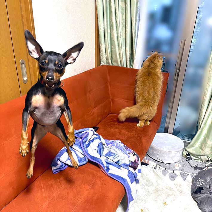 ジャンプする犬