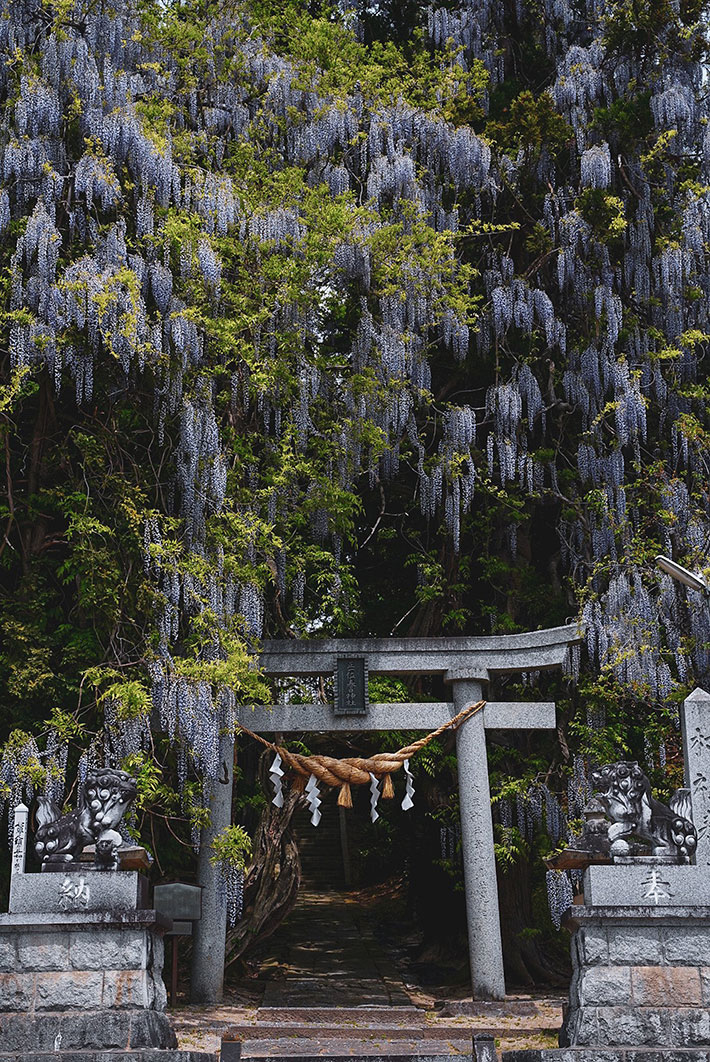 藤の花