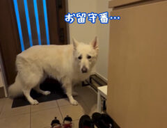 犬の写真
