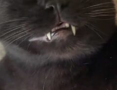 黒猫の写真