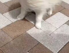 ポメラニアン