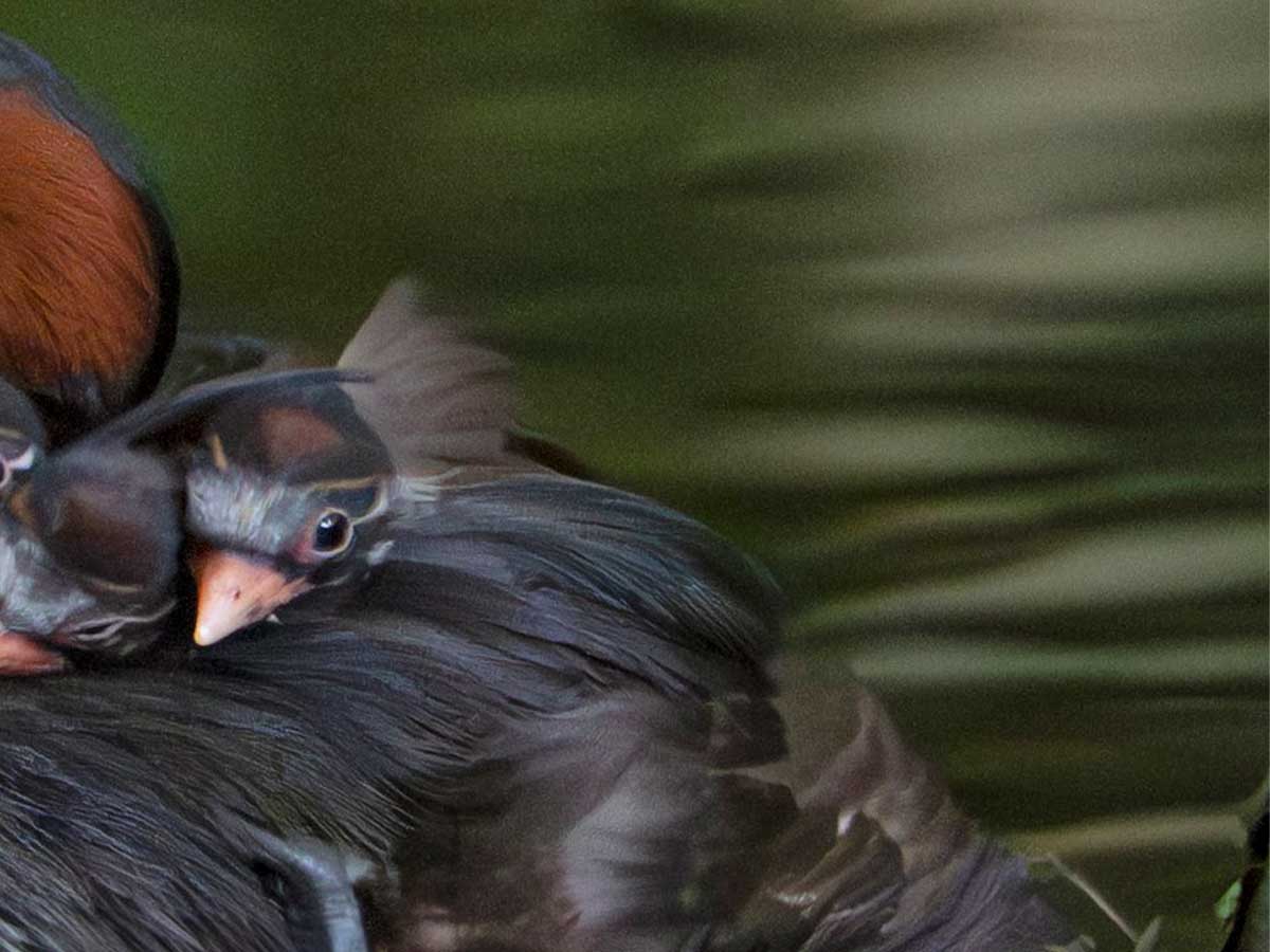 カイツブリの画像