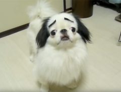 この子を見て、笑わずにいられる？一瞬で笑顔になっちゃうワンコ現る！