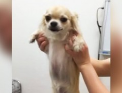 「散歩行く言うたやんけ！」騙されて病院に来た、犬の気持ちを代弁（笑）