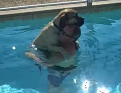 泳ぎが苦手な犬　「逃げ場は無い」とわかり、とった行動がコチラ