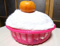 こりゃめでたいねっ！　完全に鏡餅になりきっている白い物体とは？