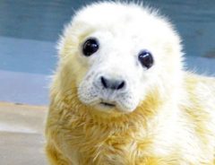 つぶらな瞳にメロメロ！ 2017年にうまれた赤ちゃんアザラシにみんなが夢中！
