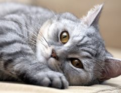 生放送に出演した市長　愛猫が乱入してきてしまい？