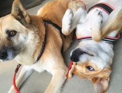 オモチャを顔にぶつけられた母犬　その後の表情に「爆笑した」「母は強し」
