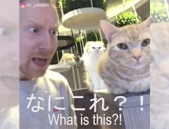たまたま入ったカフェに猫が…！猫カフェ初体験のノルウェー人・ミスターヤバタンの反応が可愛い！