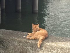 釣り場の猫を見て、男性が怒りの投稿　「なんてひどいことを」「信じられない」の声