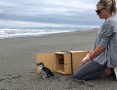 ケガをして保護されたペンギン　別れの瞬間に見せたのは「ありがとう」