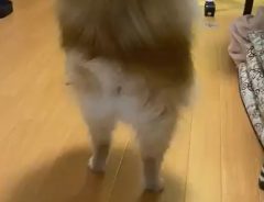 どうしてそうなった…　２足歩行するポメラニアンに、じわじわくる人続出